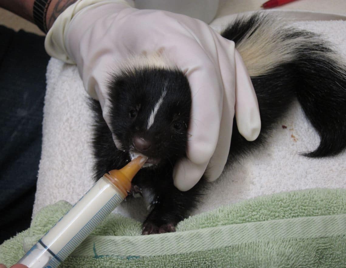 Baby skunk nursing at WildCare. Photo by Alison Hermance