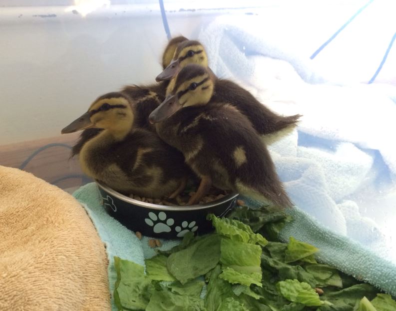 Ducklkngs at WildCare. Photo by Alison Hermance