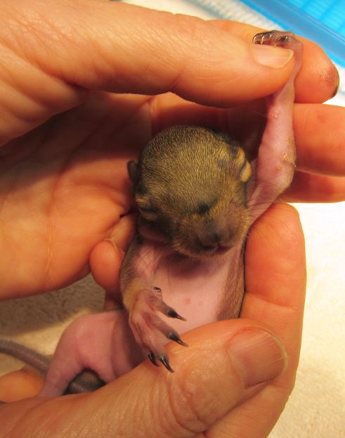 Baby squirrel showing her healed wound. Photo by Alison Hermance