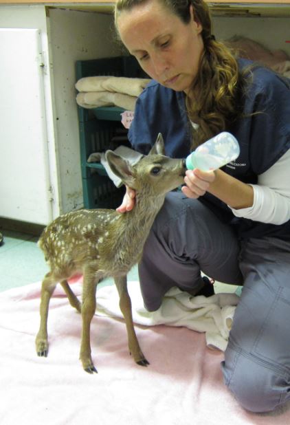 Fawn being fed at WildCare. Photo by Alison Hermance