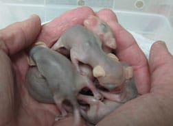 Furless baby opossums. Photo by Alison Hermance