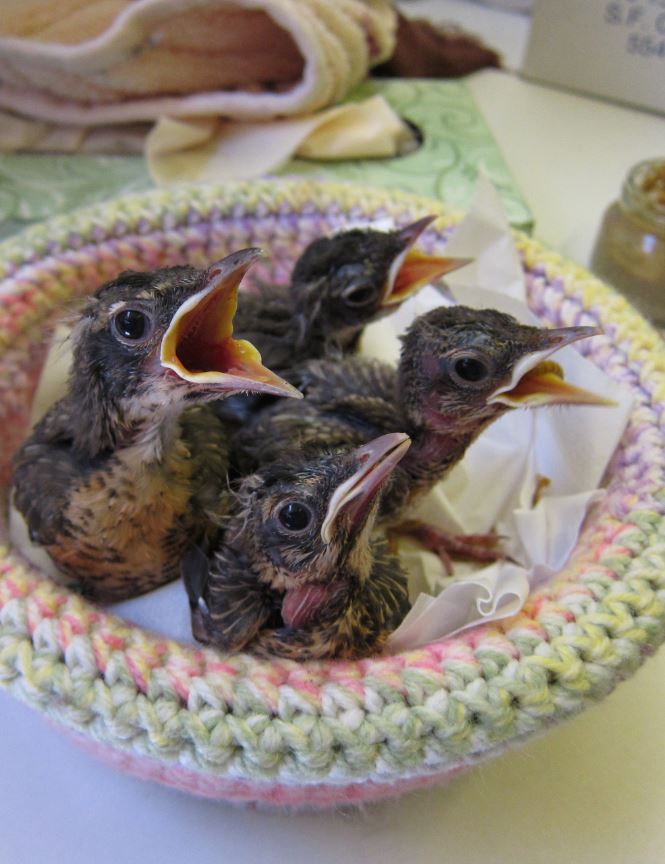 Baby robins. Photo by Alison Hermance