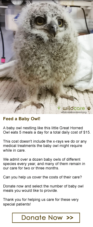 Feed a Baby Owl! Photo by Melanie Piazza