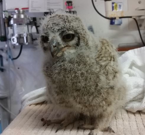 Great Horne Owl chick at WildCare. Photo by Melanie Piazza