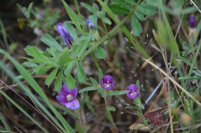 Purple flowers. Photo by David Taylor