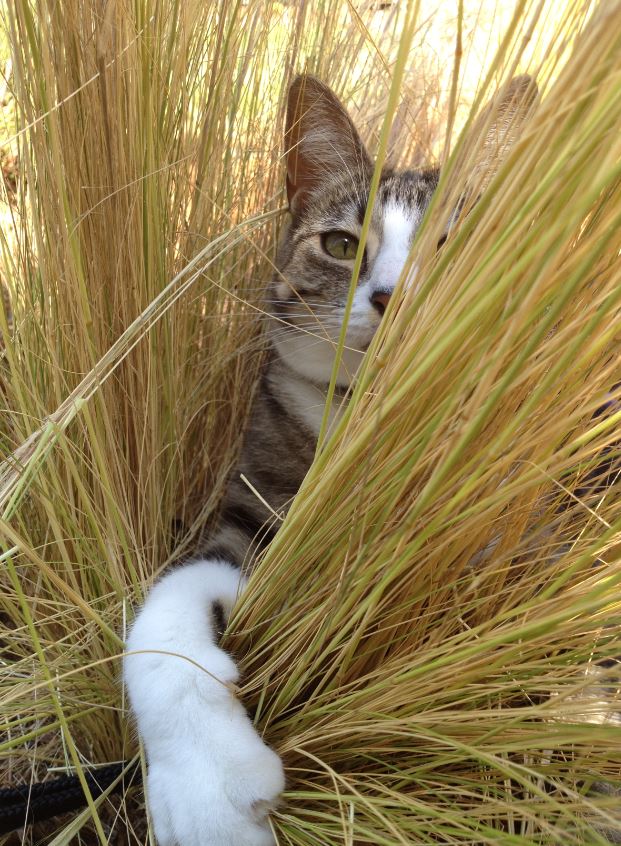 Cat in the grass