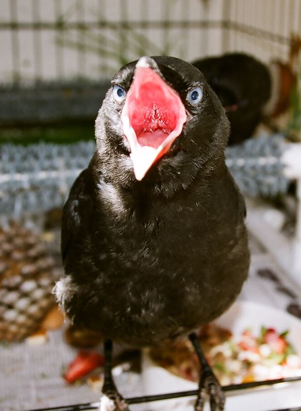 Baby crow begging at WildCare. Photo by Melanie Piazza