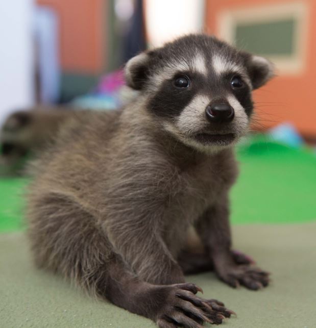 Foster care baby raccoon. Photo by Shelly Ross
