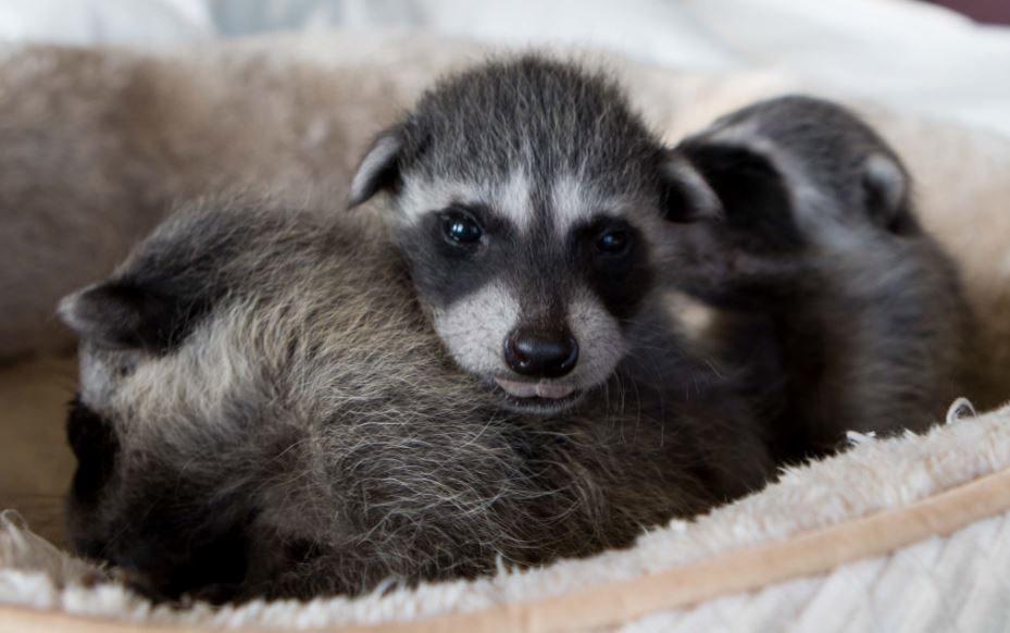 raccoons wildcare