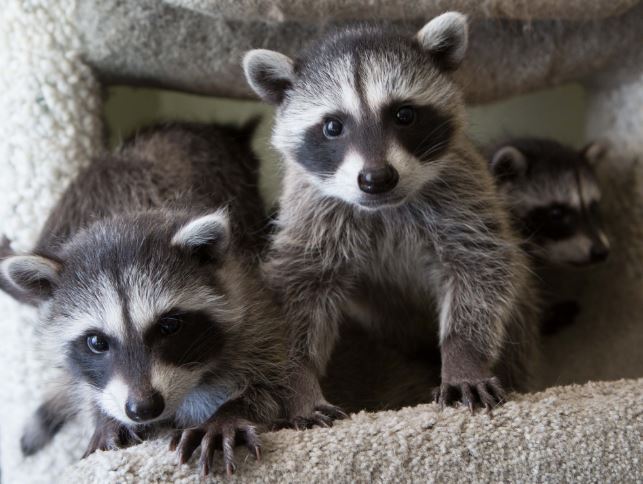 Orphaned baby raccoons at WildCare. Photo by Shelly Ross