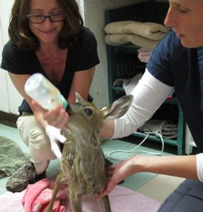 Feeding a fawn in the Wildlife Hospital. Photo by Alison Hermance