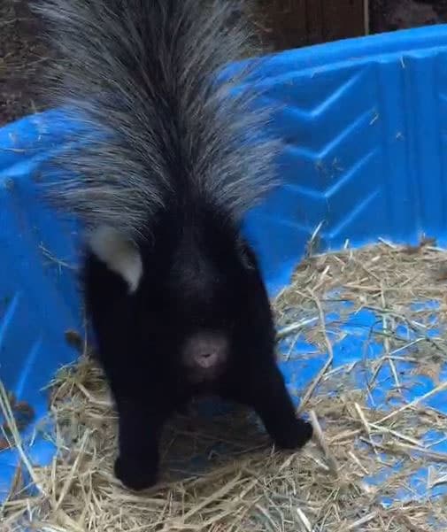 The wrong end of the skunk. Photo by Alison Hermance
