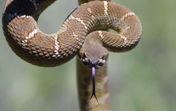 Rattlesnake. Photo by Dana Terry