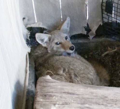 Coyote at WildCare. Photo by Alison Hermance