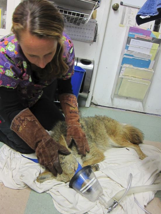 Medical Staff examines a coyote at WildCare. Photo by Alison Hermance