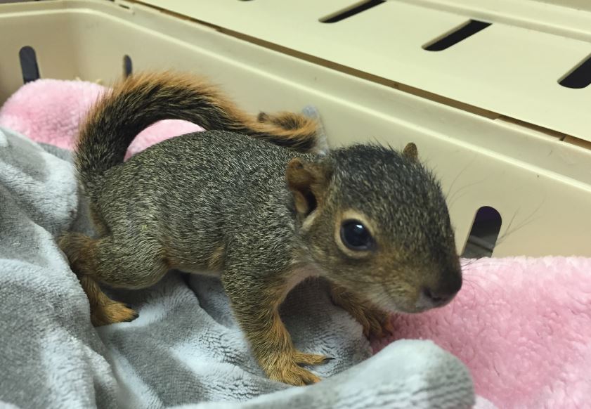 Baby Fox Squirrel in care at WildCare. Photo by Alison Hermance