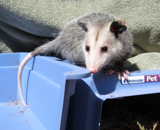 WildCare's newest Ambassador Opossum. Photo by Alison Hermance