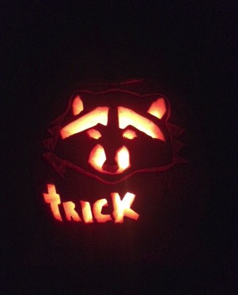 Pumpkin carved as a raccoon. Photo by Marie-Noelle Marquis
