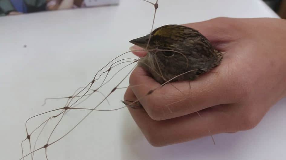Gold-crowned Sparrow tangled in garden netting. Photo by Melanie Piazza