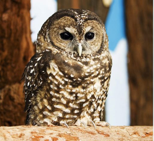 Sequoia the Northern Spotted Owl .Photo by Tom O'Connell