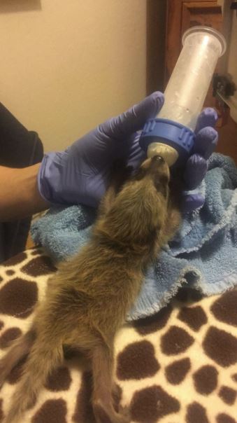Baby raccoon being fed. Photo by Jacqueline Lewis