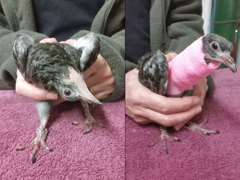 Pigeon with broken neck... before and after. Photos by Melanie Piazza