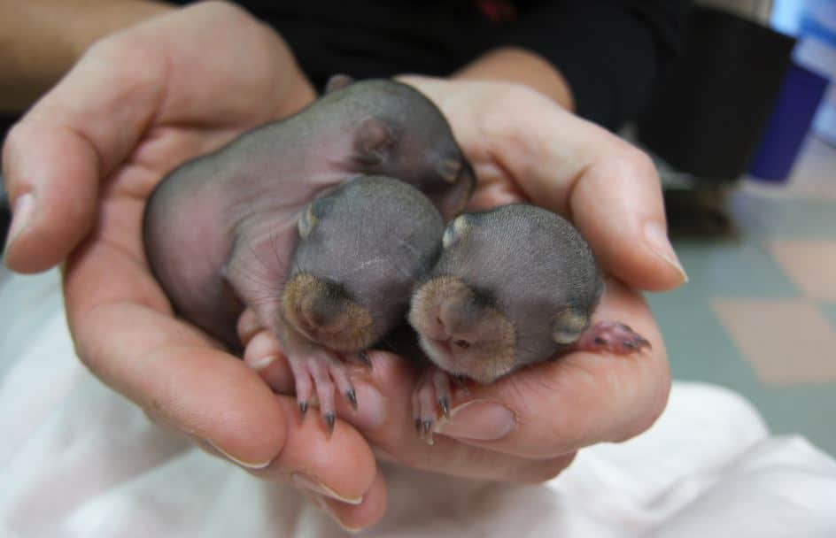 newborn squirrel