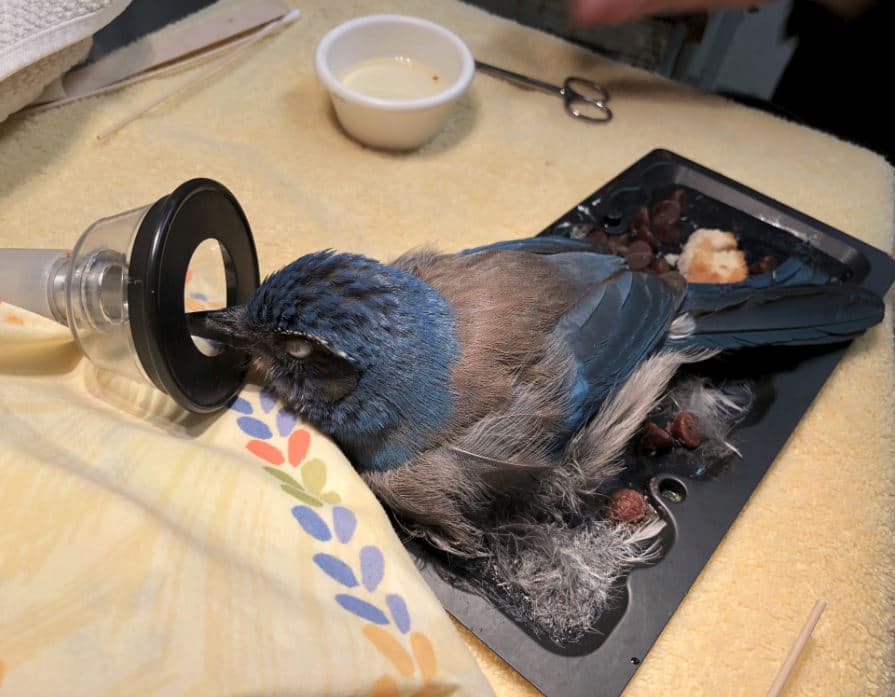 Trapped And Suffering: The Heartbreaking Reality Of Glue Traps