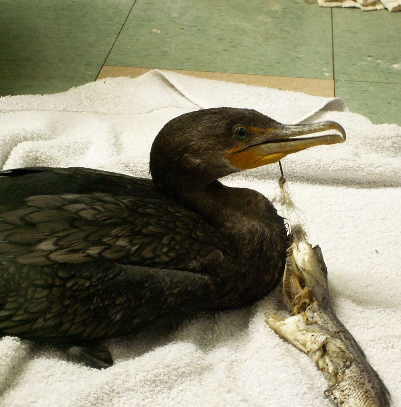 https://www.discoverwildcare.org/wp-content/uploads/2018/07/HermanceAlison_cormorant-fish-fishhook.jpg