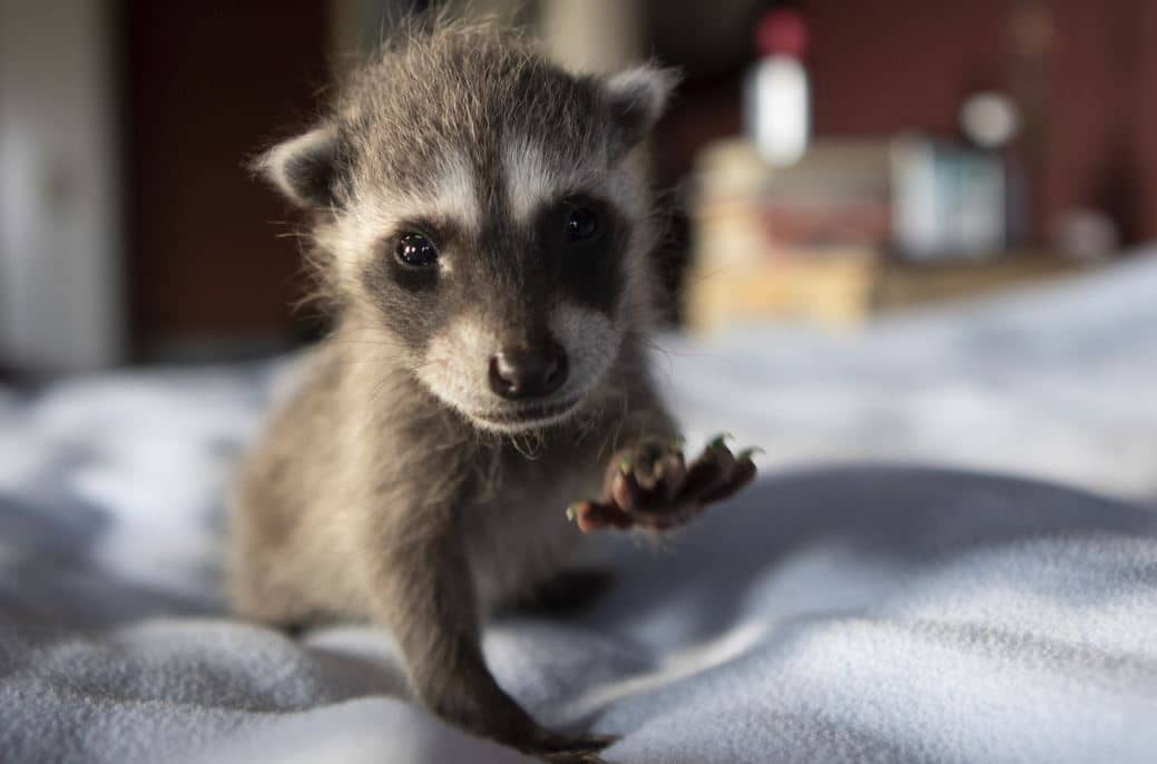 RossShelly 4 Weeks Old 1 WildCare