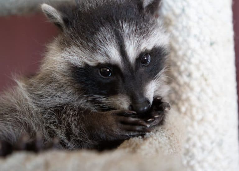 Orphaned Baby Raccoons at WildCare – WildCare