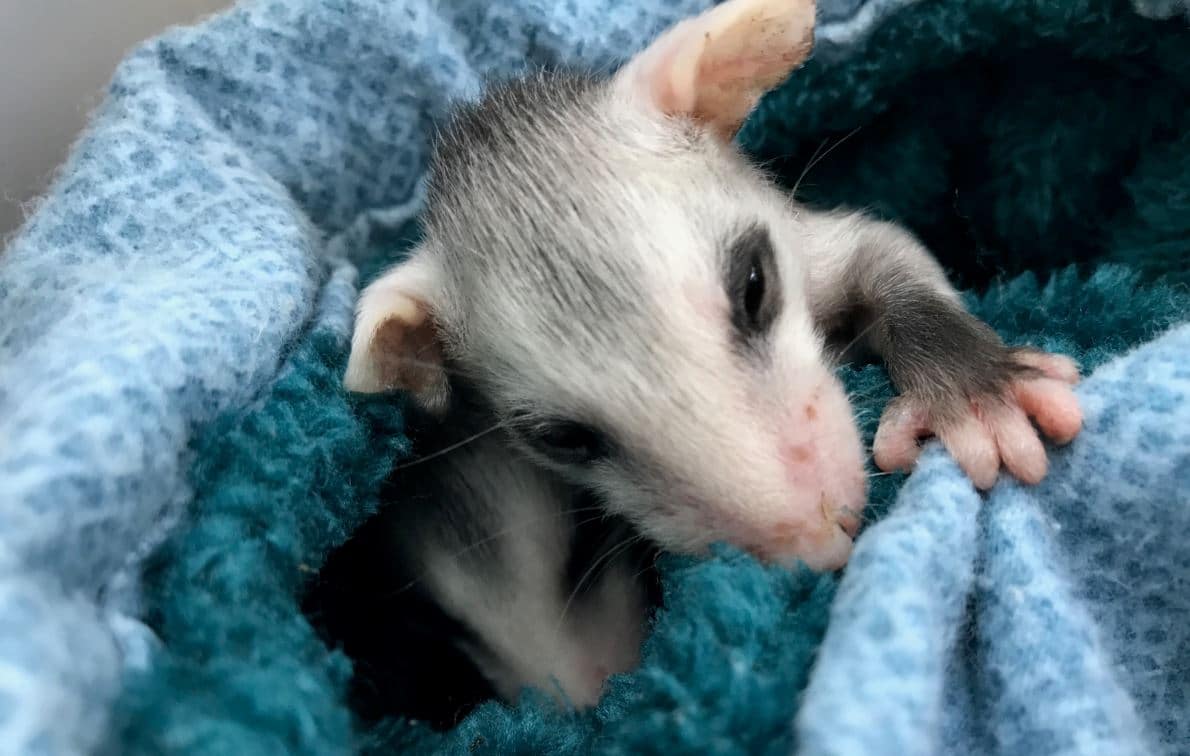 Newborn Baby Possums