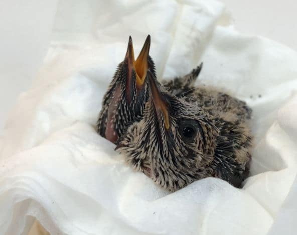 baby hummingbirds eggs