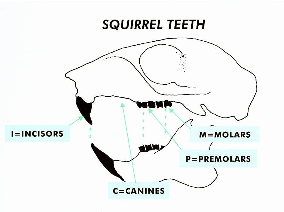 Diagram Of Squirrel Teeth Wildcare