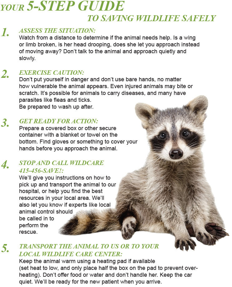 Encountering Wildlife: Six Safety Tips