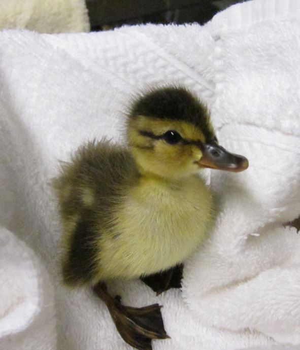 WildCare's first duckling of 2016 got separated from his family as they trekked toward water. Photo by Alison Hermance