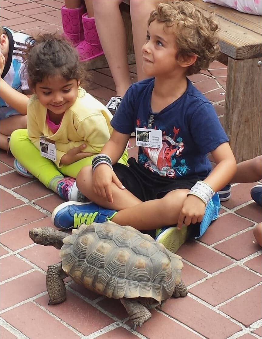 Kids With Tortoise