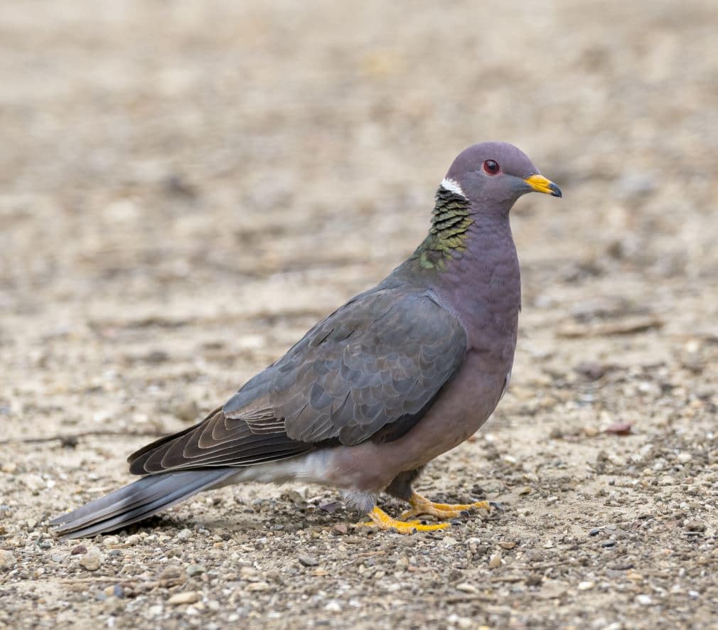 Band-tailed Pigeon.jpg