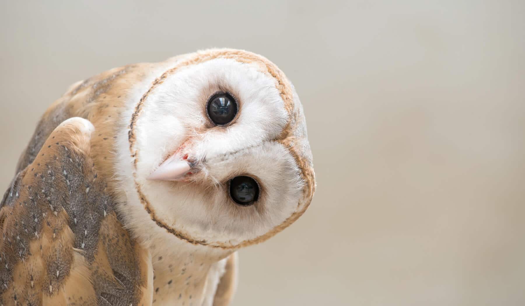 Curious Barn Owl