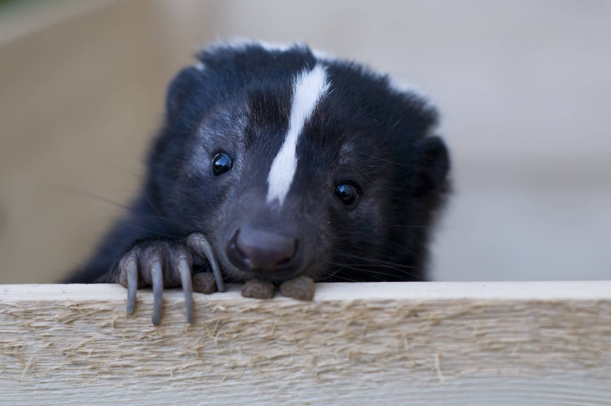 That Skunk Doesn T Want To Spray You Or Your Dog Wildcare