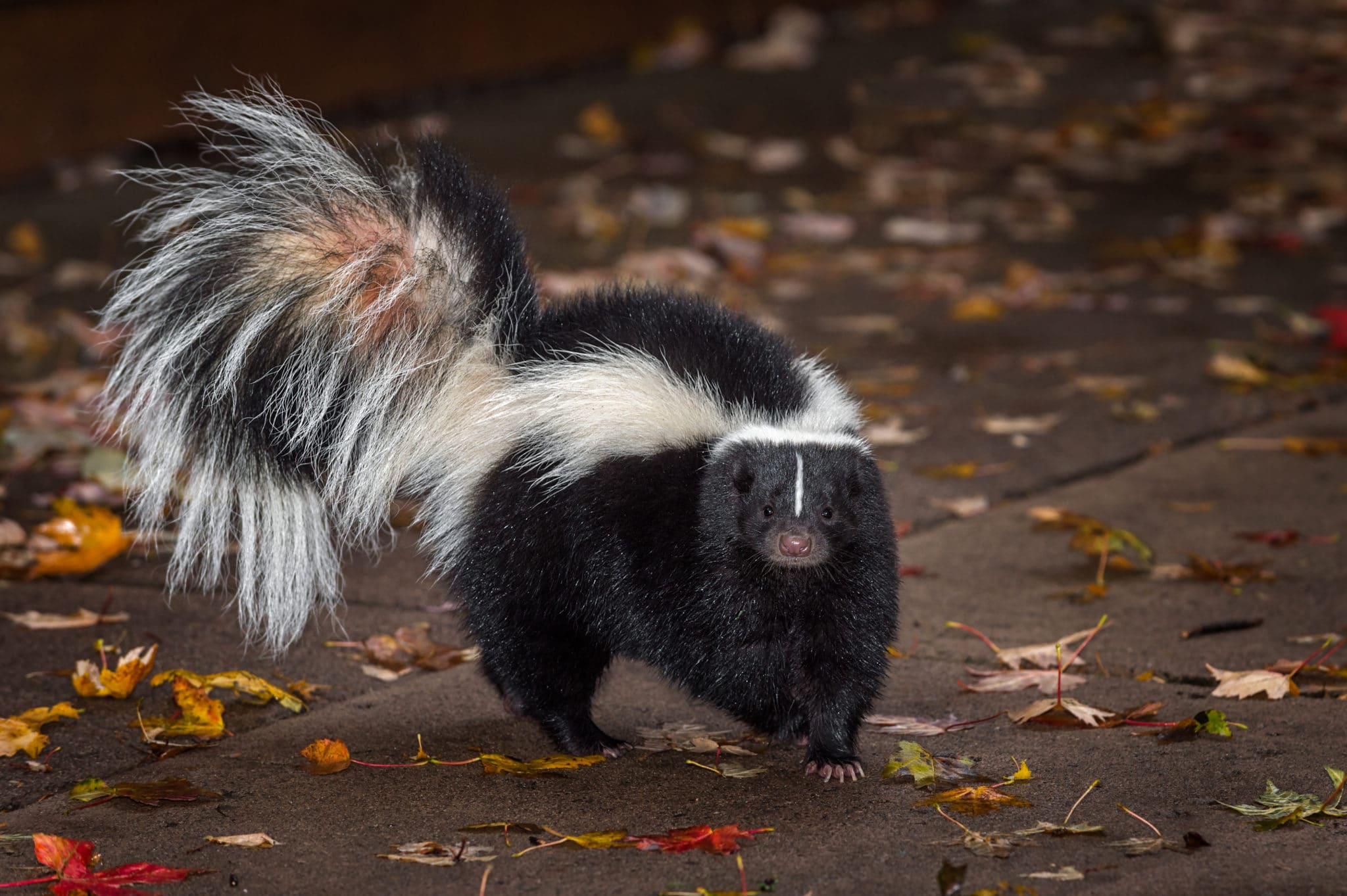 That Skunk Doesn T Want To Spray You Or Your Dog Wildcare
