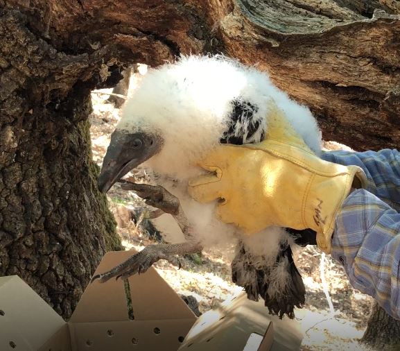 baby vulture