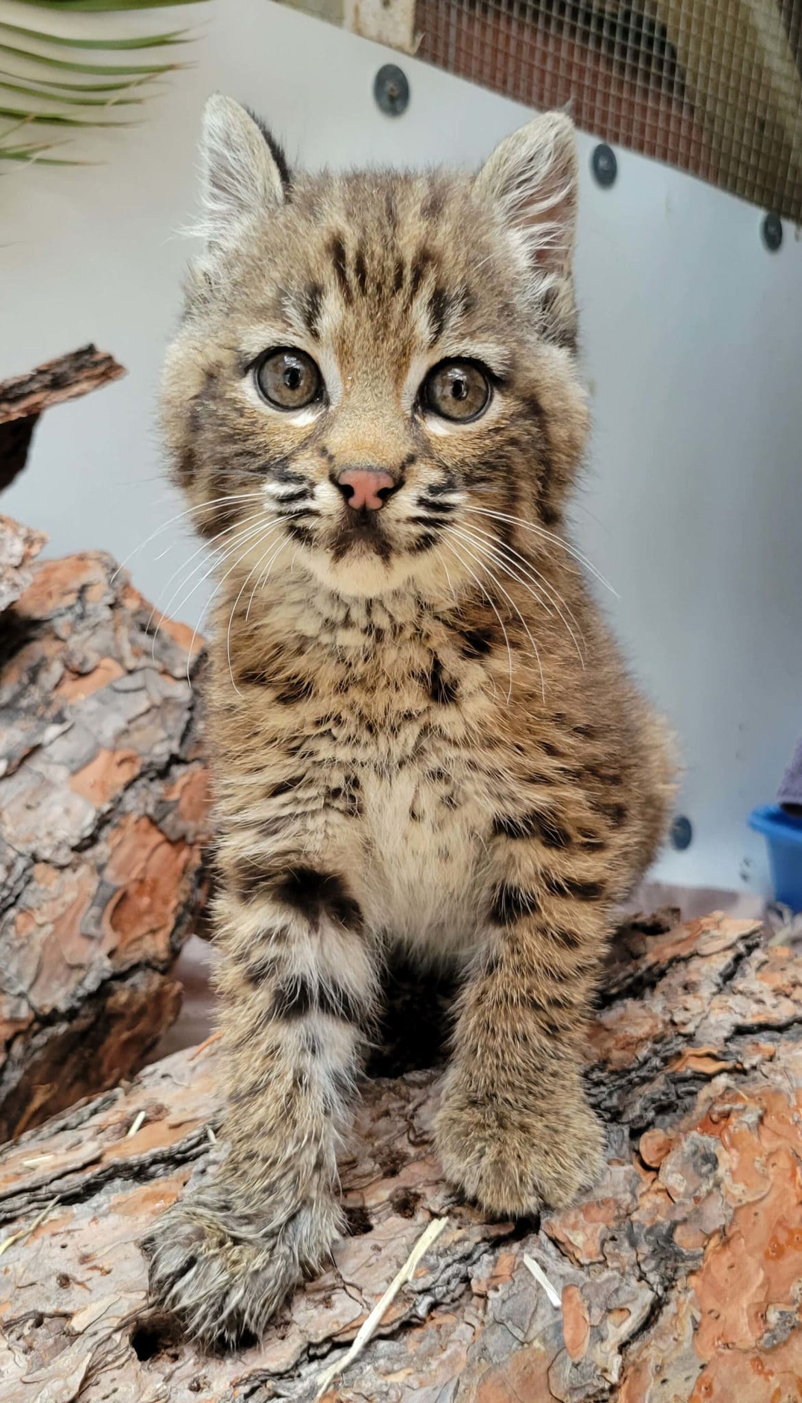 Bobcat Kitten in Care at WildCare | WildCare