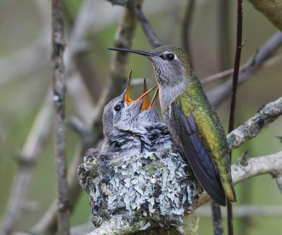 baby hummingbirds eggs