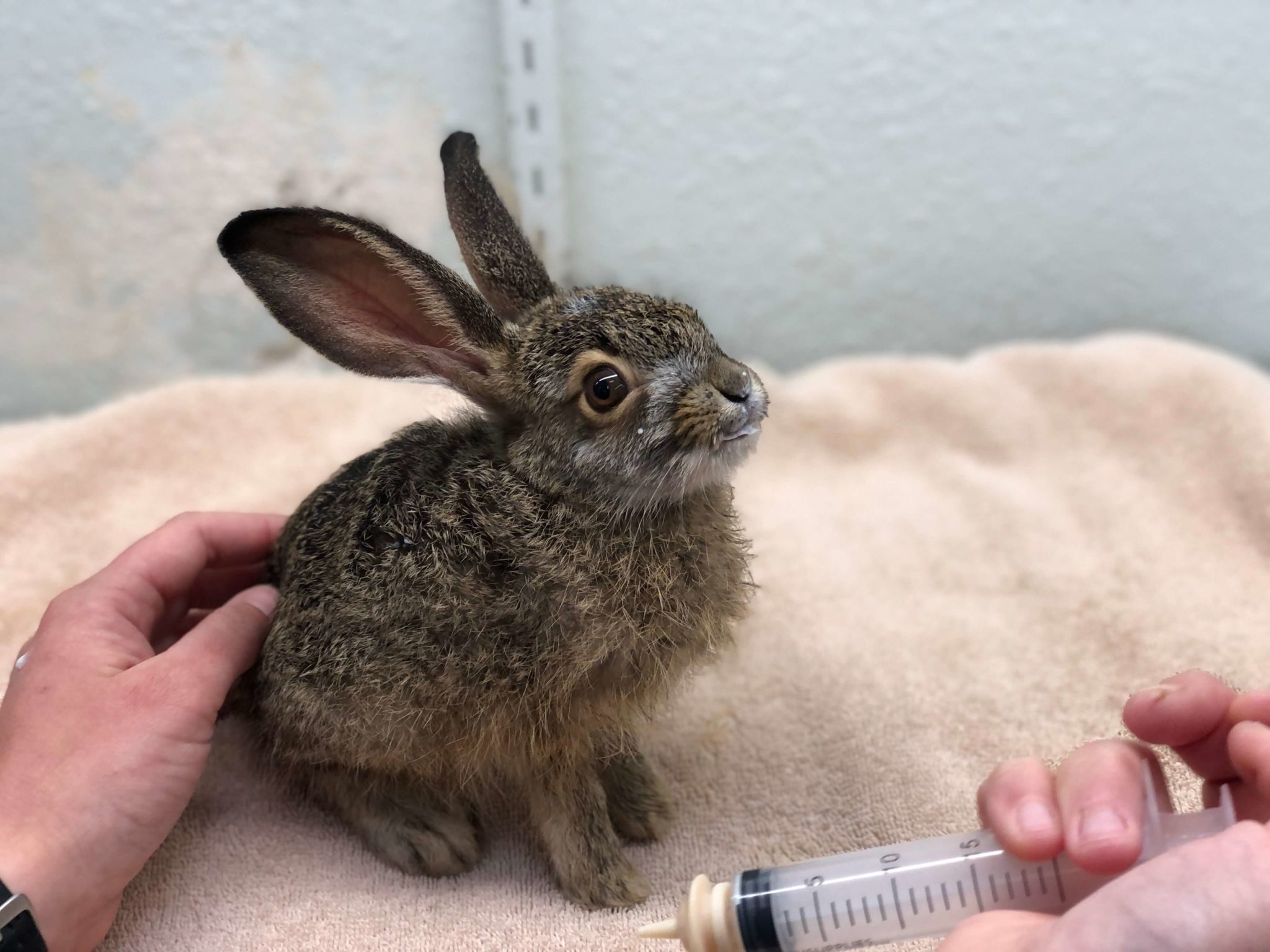 Baby Jack Rabit Vs Rabbit Newborn Jack Rabbit