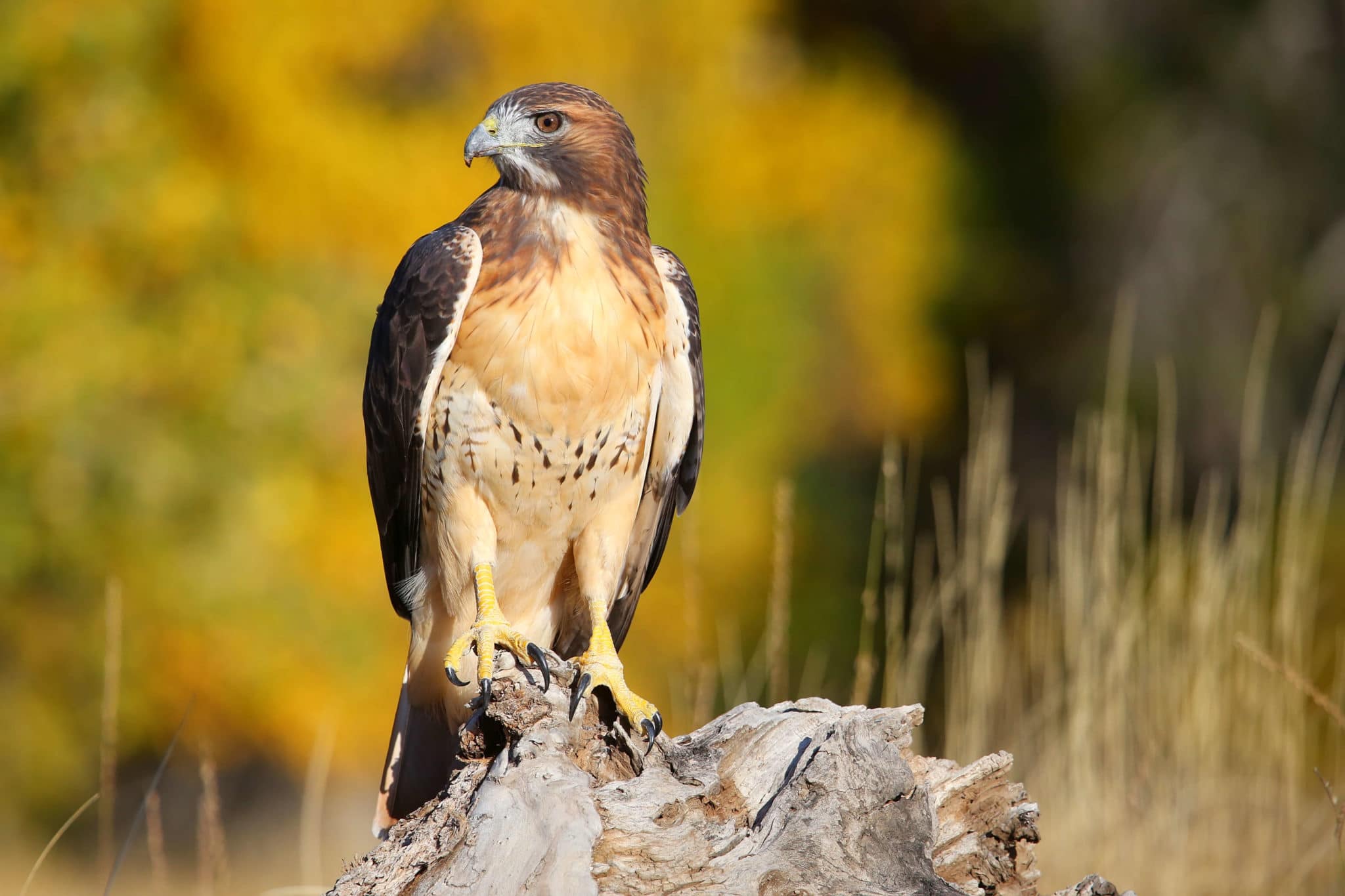 red tailed hawk perched