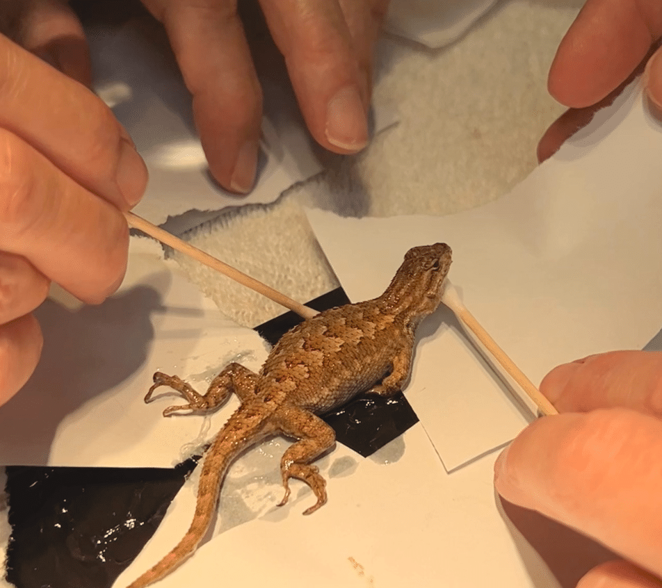 Lizard Stuck to a Glue Trap