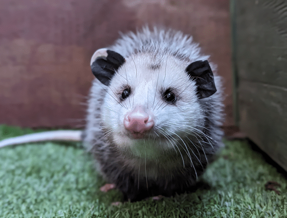 LogsdonRyane Didi The Opossum