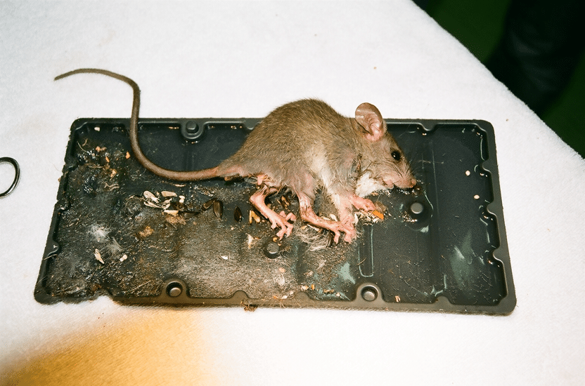 PiazzaMelanie Glue Trap Rat1