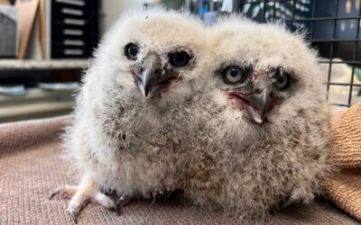 Owlet Reunite – 1st of 2025